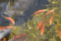 Trầm trồ thăm ao cá 'khủng' trên sân thượng 80m2 của anh 'nông dân phố' ở TP.HCM