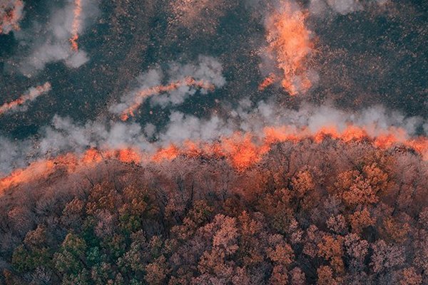 Phát hiện đám cháy rừng lâu đời nhất từ 430 triệu năm trước