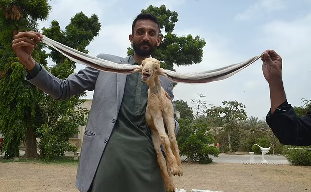 Cận cảnh đôi tai dài gần 50cm có một không hai của chú dê ở Pakistan