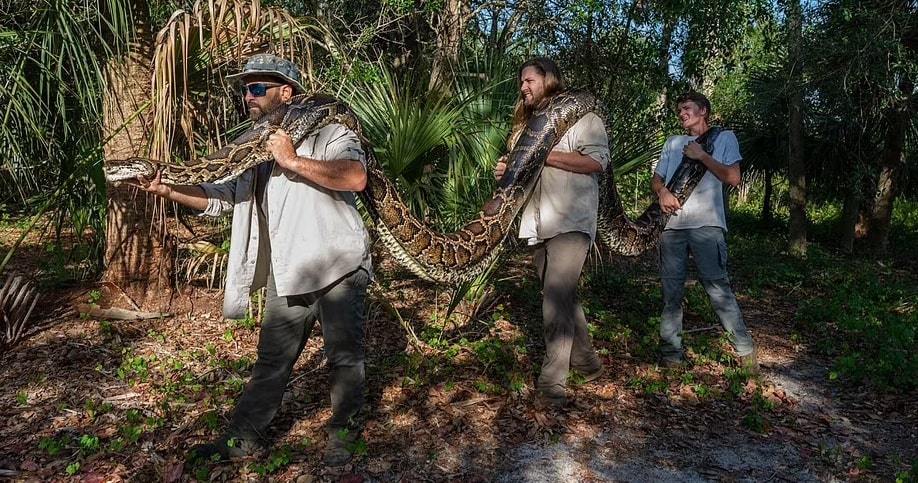Hãi hùng con trăn khủng sống trong đầm lầy Florida, 3 người khiêng không hết