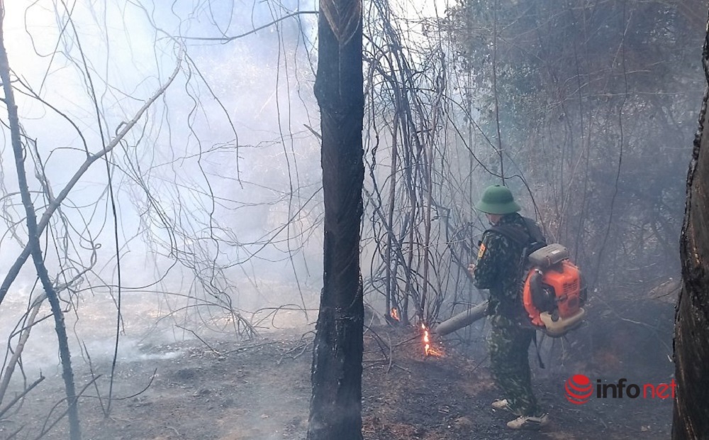 Nắng nóng gay gắt, rừng thông bốc cháy dữ dội ở Nghệ An