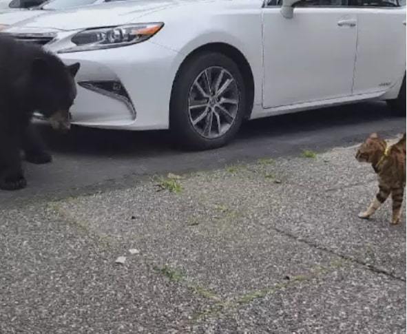 Mèo dũng cảm một mình đối đầu với gấu đen bảo vệ xe cho chủ