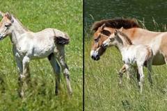 Loài ngựa quý hiếm chào đời trong sở thú Anh