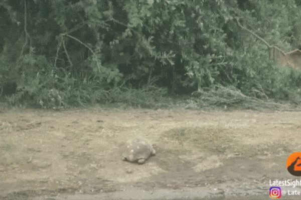 Con rùa may mắn được mẹ tự nhiên 'độ', sống sót sau khi lạc giữa một đàn voi