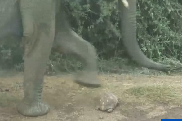 Con rùa may mắn được mẹ tự nhiên 'độ', sống sót sau khi lạc giữa một đàn voi