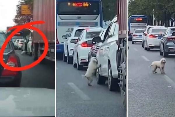 Cảnh sát truy tìm tài xế bỏ rơi thú cưng giữa đường gây tắc nghẽn giao thông