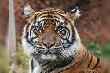 Hổ Sumatra quý hiếm sinh đôi ở sở thú Mỹ
