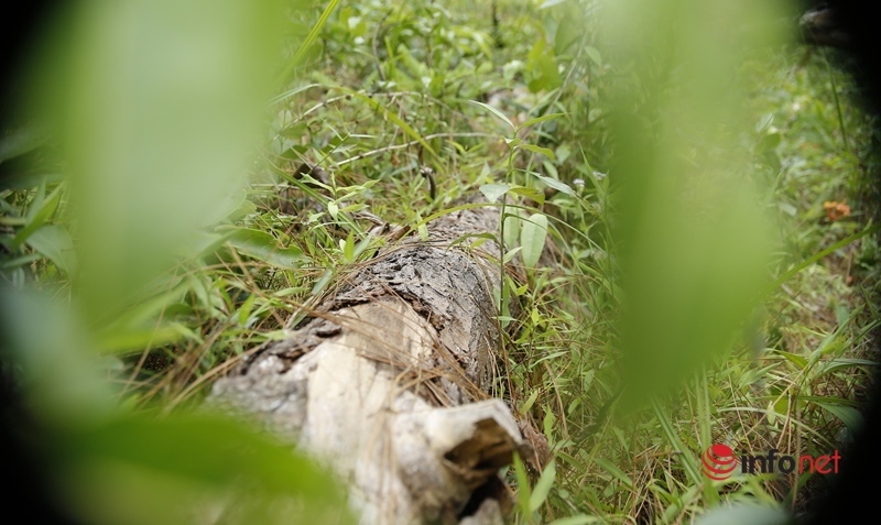 Cận cảnh rừng thông ở Quảng Nam bị 'đầu độc' khiến cây chết dần