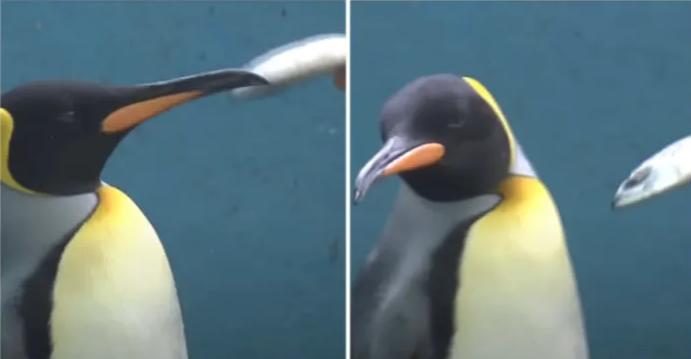 Chim cánh cụt trong thủy cung Nhật Bản từ chối ăn thức ăn rẻ tiền
