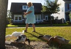 Cặp vợ chồng nguy cơ mất nhà vì bị hàng xóm phàn nàn chuyện nuôi vịt