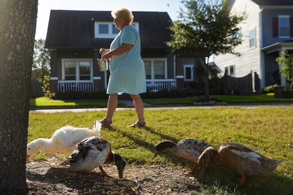 Cặp vợ chồng nguy cơ mất nhà vì bị hàng xóm phàn nàn chuyện nuôi vịt