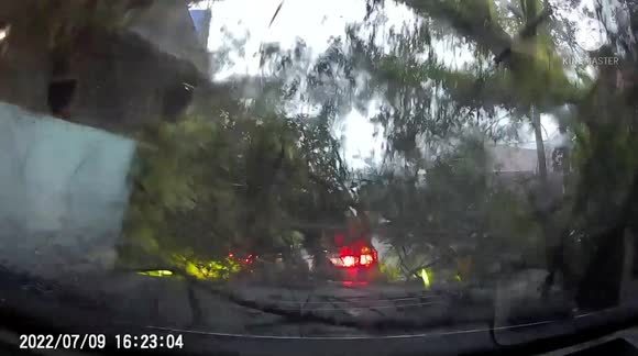 Thót tim nhìn cây đổ trúng ô tô khi tài xế vừa ngồi vào trong trú mưa