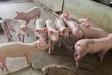 Giá lợn hơi tăng trở lại, người chăn nuôi khấp khởi vui mừng