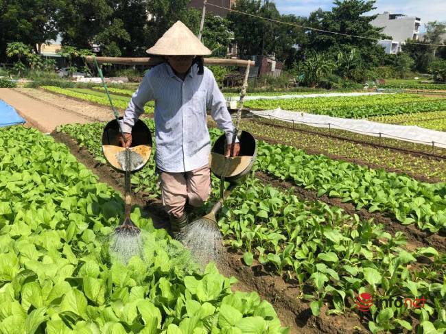'Biến hình' khu đất bỏ hoang thành làng rau xanh mướt giữa nắng hè ở TP Đà Nẵng