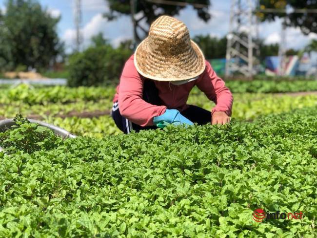 'Biến hình' khu đất bỏ hoang thành làng rau xanh mướt giữa nắng hè ở TP Đà Nẵng