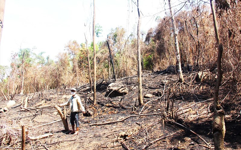 Đốt thực bì gây cháy rừng tự nhiên, 2 giám đốc bị khởi tố