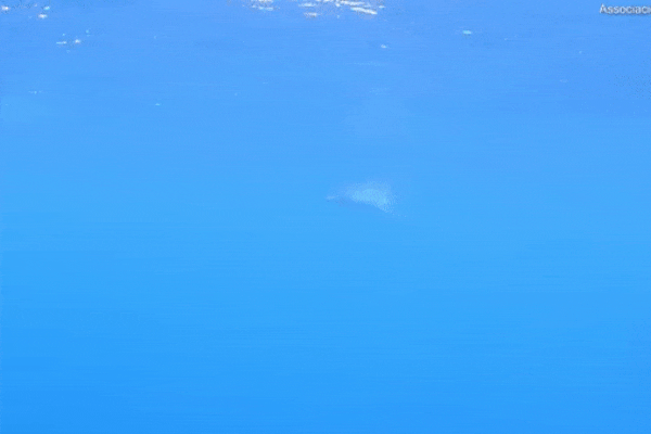 Phát hiện cá mập bơi cực nhanh 72km/h ở Địa Trung Hải