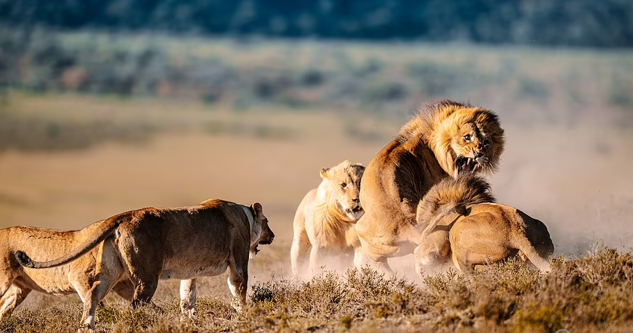 Đi tìm bạn tình, sư tử đực bị 'hội anh em' bao vây tấn công tới tấp