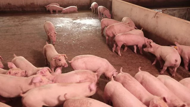 Giá lợn hơi tăng cao, túi tiền ông chủ công ty chăn nuôi cũng dầy thêm