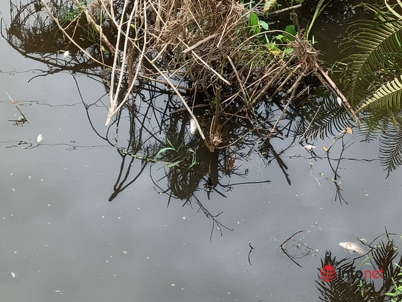 Hà Tĩnh: Trại lợn tràn hồ chứa, nước đen kịt chảy thẳng ra nguồn nước tự nhiên