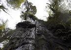 Phát hiện ra cây lâu đời nhất thế giới