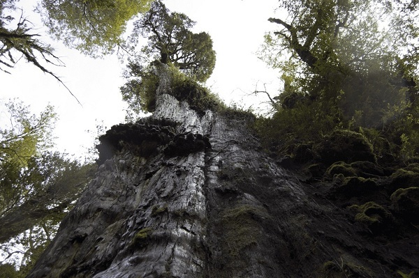 Phát hiện ra cây lâu đời nhất thế giới