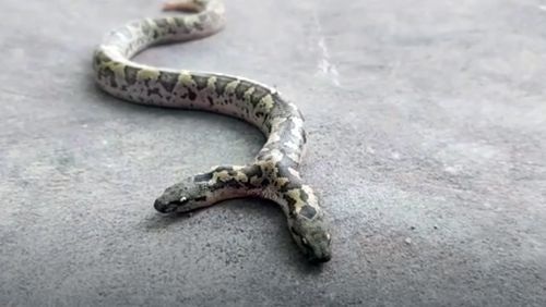 Xuất hiện rắn hai đầu ở Ấn Độ