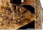 Hóa thạch động vật không xương sống tìm thấy ở châu Phi được đặt theo tên ông Zelensky