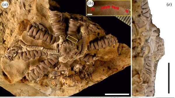 Hóa thạch động vật không xương sống tìm thấy ở châu Phi được đặt theo tên ông Zelensky