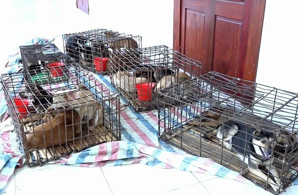 Triệt phá ổ nhóm 'siêu trộm chó' ở Nghệ An