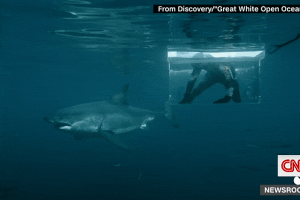 Khoảnh khắc kinh ngạc thợ lặn đối mặt với cá mập trắng khổng lồ