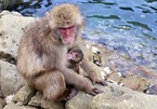Sự nổi loạn bất thường của đàn khỉ khiến 42 người bị thương ở Nhật Bản