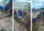 Dân làng lùng sục 3 ngày truy bắt con cá sấu ăn thịt ngư dân