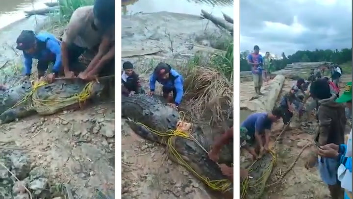 thumbnail - Dân làng lùng sục 3 ngày truy bắt con cá sấu ăn thịt ngư dân