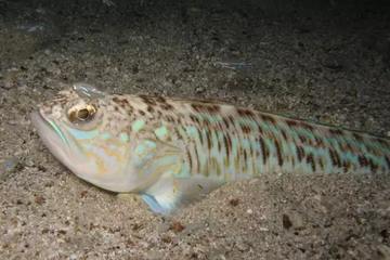 Cá nhỏ mà có võ, sở hữu nọc độc bậc nhất vùng biển ở Anh