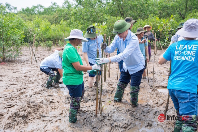 Thanh Hoá trồng rừng ngập mặn ứng phó với biến đổi khí hậu