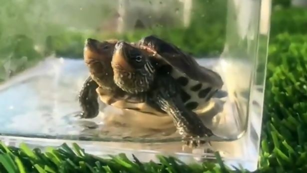 Rùa hai đầu hiếm gặp sinh ra ở Hà Lan