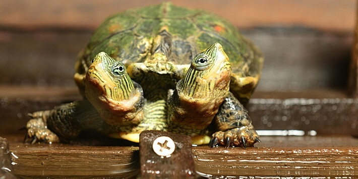 Rùa hai đầu hiếm gặp sinh ra ở Hà Lan