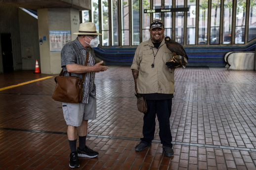 Thuê chim săn mồi bảo vệ hệ thống tàu điện ngầm ở Mỹ