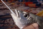 Trung Quốc lại mang cá, tôm, cua ra xét nghiệm Covid-19