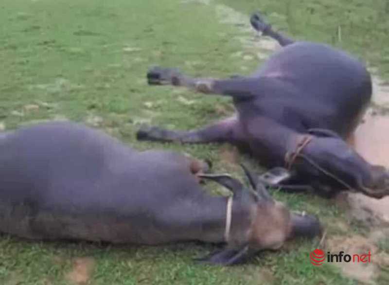 Hà Tĩnh: Sét đánh chết 2 con trâu trong cơn mưa lớn sau nhiều ngày nắng nóng