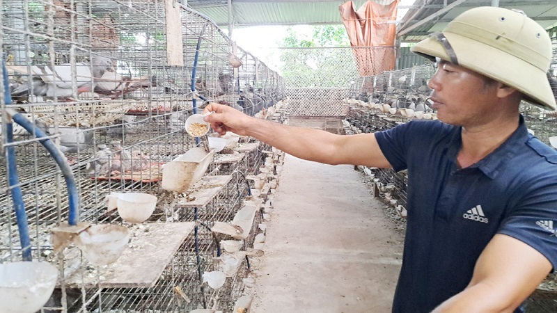 Làm giàu từ nuôi chim bồ câu, 8X Bắc Ninh thu lãi cả tỷ đồng