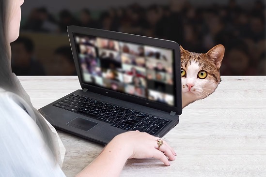 Cô giáo bị đuổi việc vì để mèo cưng xuất hiện trong buổi dạy trực tuyến