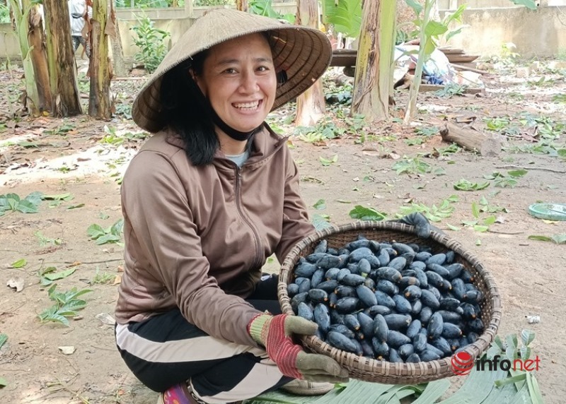 'Thủ phủ' trám đen ở Hà Tĩnh vào mùa thu hoạch, người dân bỏ túi cả trăm triệu đồng