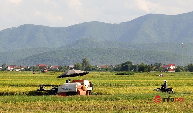 Nghệ An: Người dân vùng trũng thấp khẩn trương thu hoạch lúa để tránh bão lũ