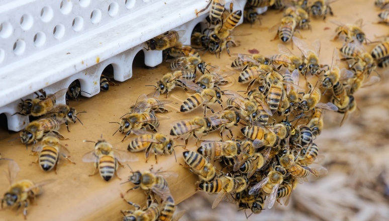 Trụ sở NATO nuôi ong lấy mật