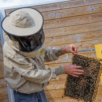 Trụ sở NATO nuôi ong lấy mật