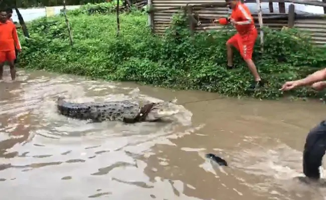Người dân hợp sức vây bắt con cá sấu bò trên đường sau trận lụt