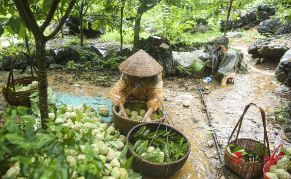 Trồng cây đặc sản này trên đồi núi, mỗi năm người dân Lạng Sơn thu cả trăm triệu đồng