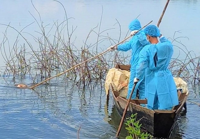 Hàng loạt xác lợn chết nổi lềnh bềnh dưới hồ Ea Kao